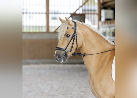 Deutsches Reitpony, Stute, 6 Jahre, 146 cm, Palomino