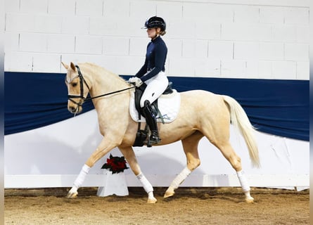 Deutsches Reitpony, Stute, 6 Jahre, 147 cm, Palomino