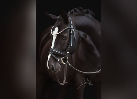 Deutsches Reitpony, Stute, 6 Jahre, 147 cm, Rappe