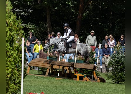 Deutsches Reitpony, Stute, 6 Jahre, 147 cm, Schimmel