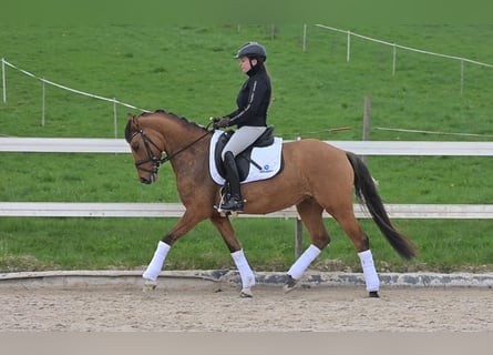 Deutsches Reitpony, Stute, 6 Jahre, 148 cm, Falbe