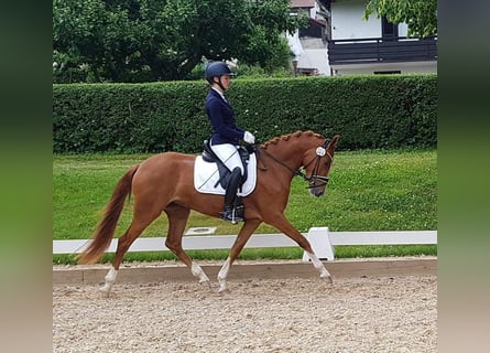 Deutsches Reitpony, Stute, 6 Jahre, 148 cm, Fuchs