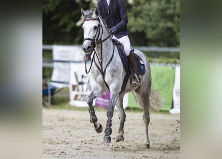 Deutsches Reitpony, Stute, 6 Jahre, 148 cm, Kann Schimmel werden