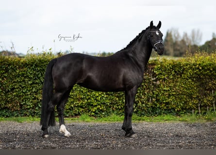 Deutsches Reitpony, Stute, 6 Jahre, 148 cm, Rappe