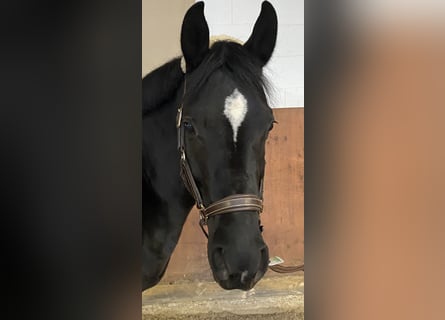 Deutsches Reitpony, Stute, 6 Jahre, 148 cm, Rappe