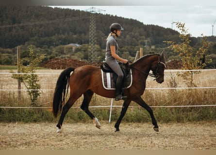 Deutsches Reitpony, Stute, 6 Jahre, 151 cm, Brauner