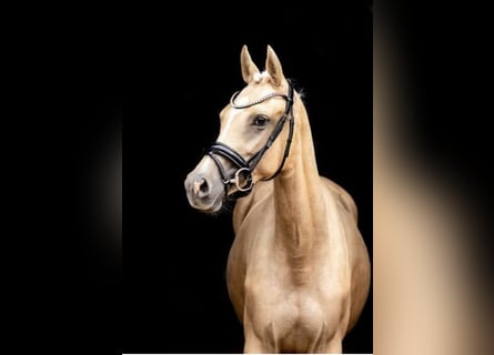Deutsches Reitpony, Stute, 6 Jahre, 155 cm, Palomino
