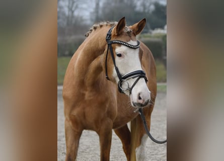 Deutsches Reitpony, Stute, 7 Jahre, 139 cm, Palomino