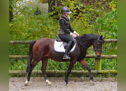 Deutsches Reitpony, Stute, 7 Jahre, 141 cm