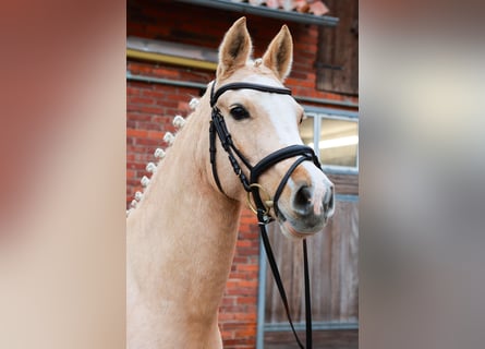 Deutsches Reitpony, Stute, 7 Jahre, 142 cm, Palomino