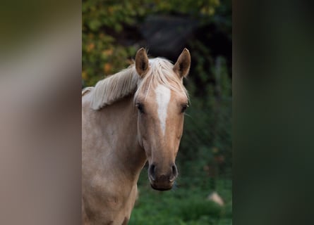 Deutsches Reitpony, Stute, 7 Jahre, 142 cm, Palomino