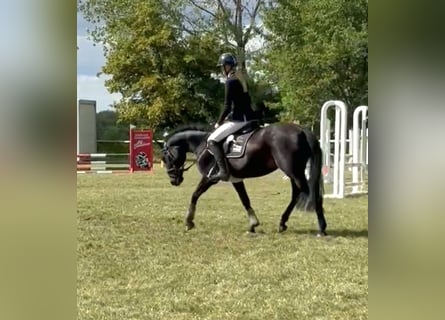 Deutsches Reitpony, Stute, 7 Jahre, 142 cm, Rappe