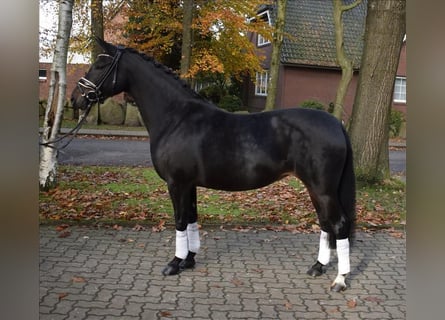 Deutsches Reitpony, Stute, 7 Jahre, 142 cm, Schwarzbrauner