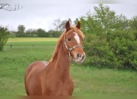 Deutsches Reitpony, Stute, 7 Jahre, 145 cm, Fuchs