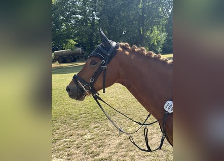 Deutsches Reitpony, Stute, 7 Jahre, 145 cm, Fuchs