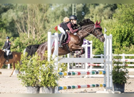 Deutsches Reitpony, Stute, 7 Jahre, 146 cm, Rappe