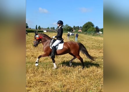 Deutsches Reitpony, Stute, 7 Jahre, 147 cm, Brauner