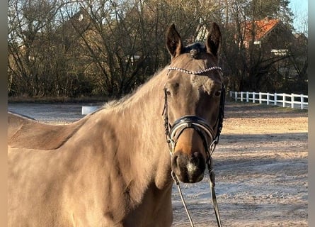 Deutsches Reitpony, Stute, 7 Jahre, 147 cm, Dunkelbrauner