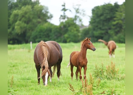 Deutsches Reitpony, Stute, 7 Jahre, 147 cm, Dunkelfuchs