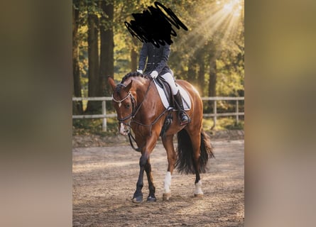 Deutsches Reitpony, Stute, 7 Jahre, 148 cm, Brauner