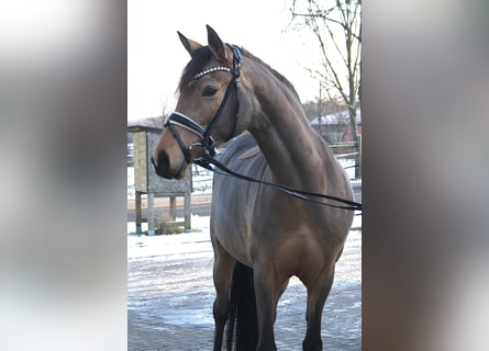 Deutsches Reitpony, Stute, 7 Jahre, 148 cm, Buckskin