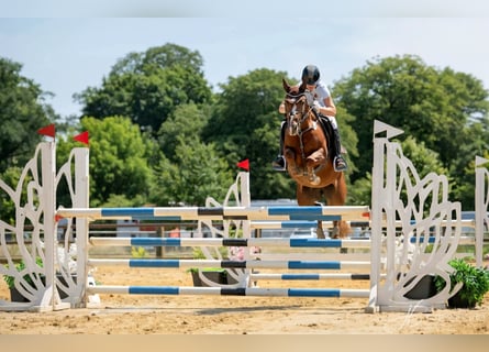 Deutsches Reitpony, Stute, 7 Jahre, 148 cm, Fuchs