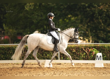 Deutsches Reitpony, Stute, 7 Jahre, 148 cm, Schimmel