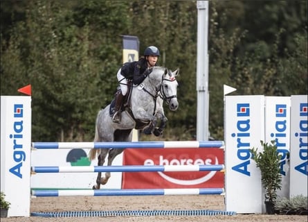 Deutsches Reitpony, Stute, 7 Jahre, 148 cm, Schimmel
