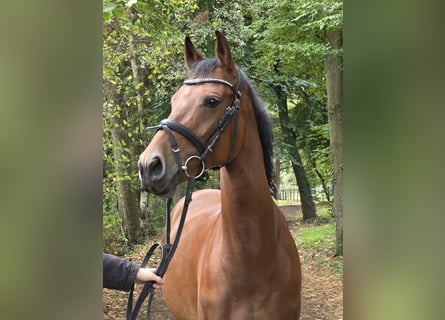 Deutsches Reitpony, Stute, 7 Jahre, 152 cm, Brauner