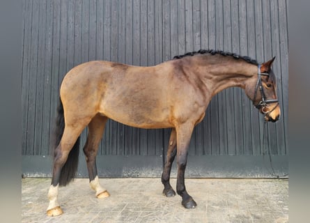 Deutsches Reitpony, Stute, 7 Jahre, 152 cm, Brauner