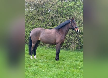 Deutsches Reitpony, Stute, 7 Jahre, 152 cm, Brauner