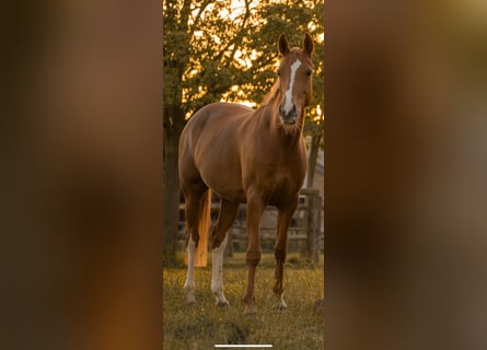 Deutsches Reitpony, Stute, 7 Jahre, 153 cm, Fuchs