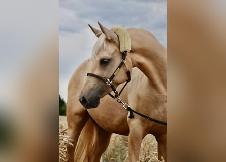 Deutsches Reitpony, Stute, 7 Jahre, 154 cm, Palomino