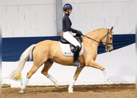 Deutsches Reitpony, Stute, 7 Jahre, 156 cm, Palomino