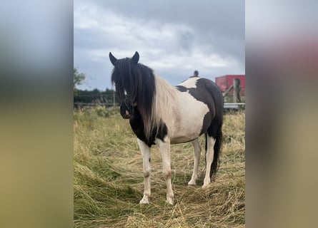 Deutsches Reitpony, Stute, 7 Jahre, Schecke