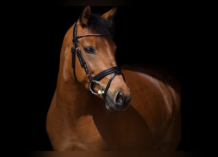 Deutsches Reitpony, Stute, 8 Jahre, 140 cm, Brauner