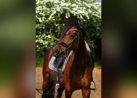 Deutsches Reitpony, Stute, 8 Jahre, 142 cm, Brauner