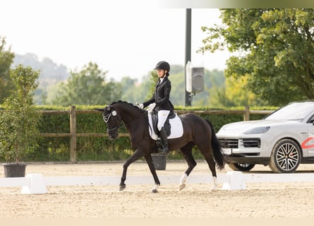 Deutsches Reitpony, Stute, 8 Jahre, 146 cm, Rappe