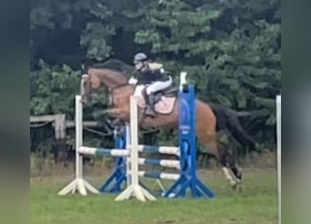 Deutsches Reitpony, Stute, 8 Jahre, 147 cm, Brauner
