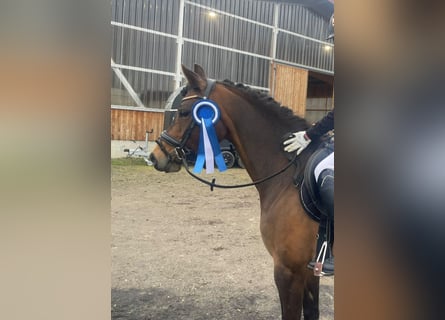 Deutsches Reitpony, Stute, 8 Jahre, 147 cm, Dunkelbrauner