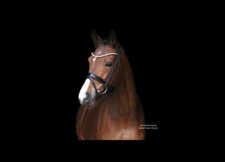 Deutsches Reitpony, Stute, 8 Jahre, 148 cm, Brauner