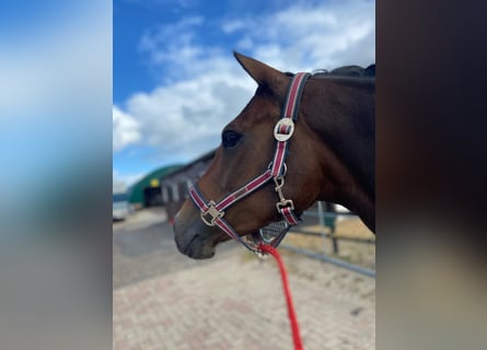 Deutsches Reitpony, Stute, 8 Jahre, 148 cm, Brauner