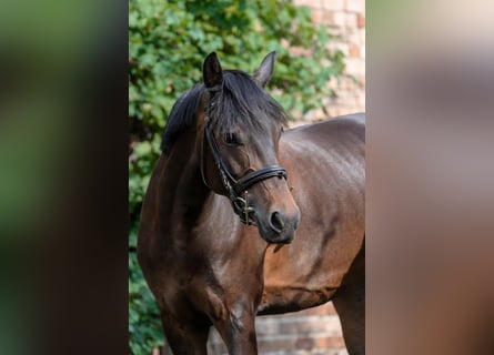 Deutsches Reitpony, Stute, 8 Jahre, 153 cm, Brauner