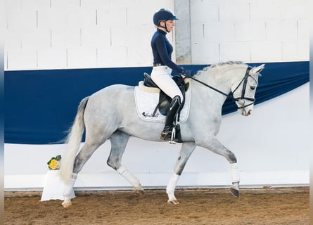 Deutsches Reitpony, Stute, 9 Jahre, 138 cm, Schimmel