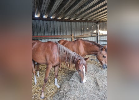 Deutsches Reitpony, Stute, 9 Jahre, 142 cm, Fuchs