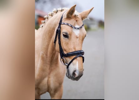 Deutsches Reitpony, Stute, 9 Jahre, 143 cm, Palomino