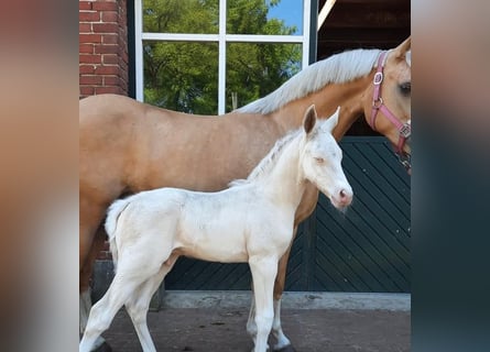 Deutsches Reitpony, Stute, 9 Jahre, 143 cm, Palomino