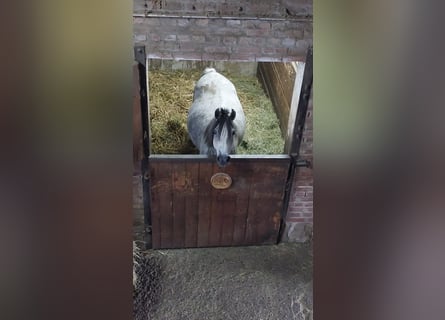 Deutsches Reitpony, Stute, 9 Jahre, 144 cm, Apfelschimmel