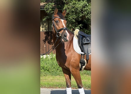 Deutsches Reitpony, Stute, 9 Jahre, 145 cm, Brauner