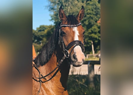 Deutsches Reitpony, Stute, 9 Jahre, 145 cm, Brauner